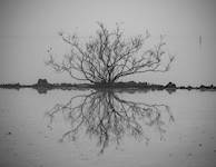 Cindy Harris “Leafless Tree Mirror Image”