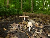 George Rother “Trail Mushrooms”
