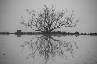 Cindy Harris “Leafless Tree Mirror Image”